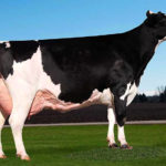 Ever-Green-View My Gold was for a time the world’s highest production dairy cow.